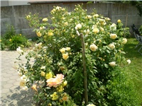 4ba2a2fe-Picture 2273.jpg